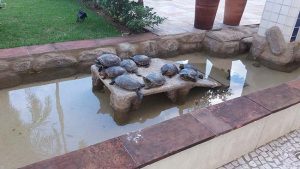 Lagos artificiais para tartarugas