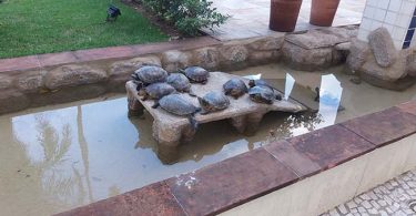 Lagos artificiais para tartarugas