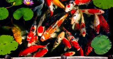 Carpas para lagos artificiais